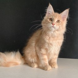 Maine Coon NOV Nemo
