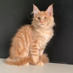 Maine Coon NOV Neo