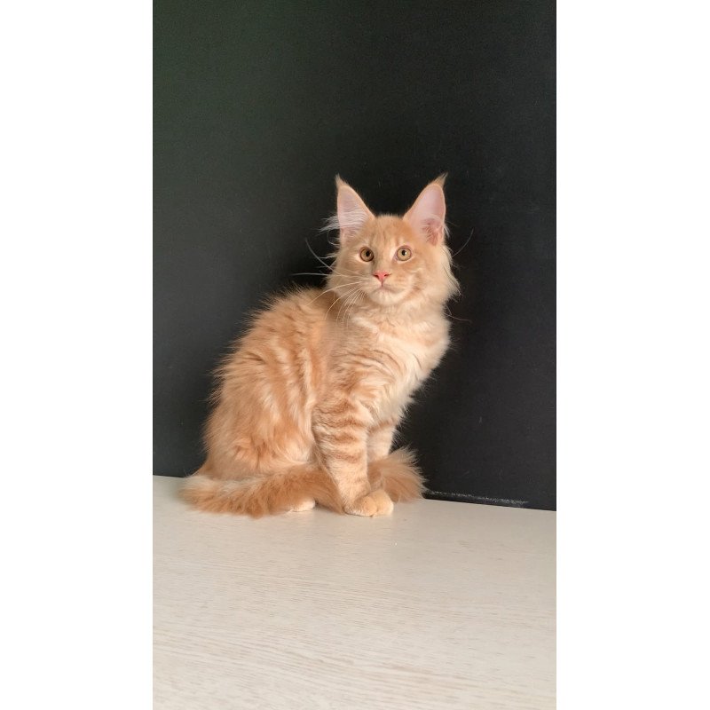 Maine Coon NOV Neo