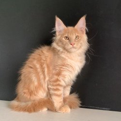 Maine Coon NOV Neo