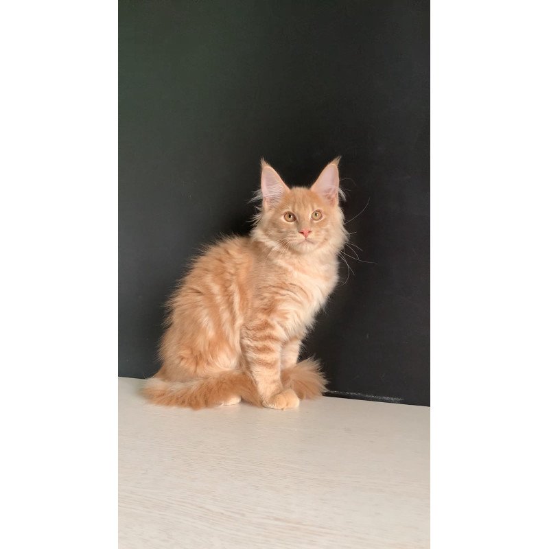 Maine Coon NOV Neo