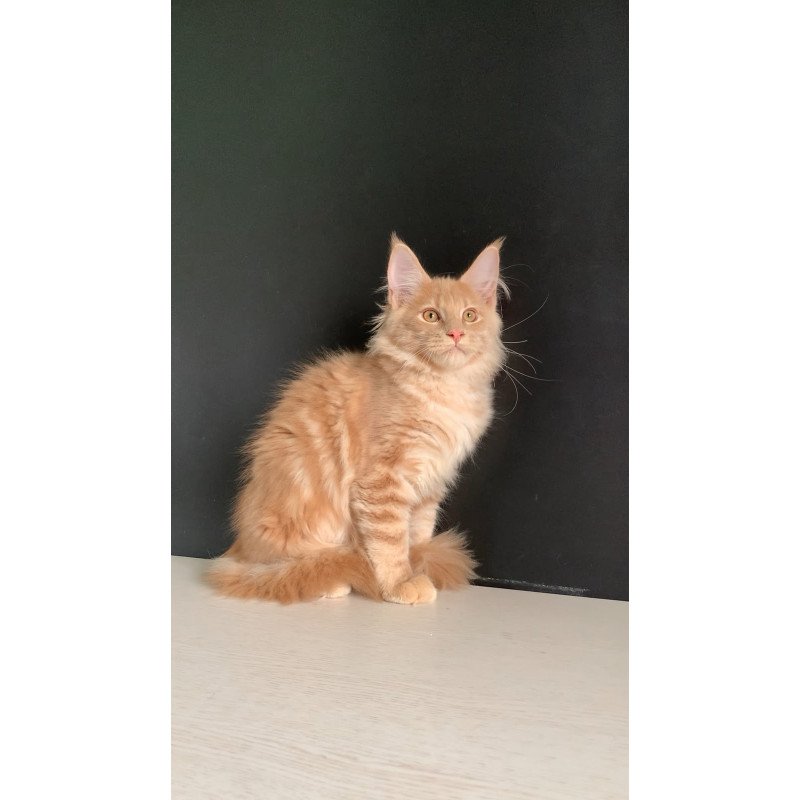 Maine Coon NOV Neo