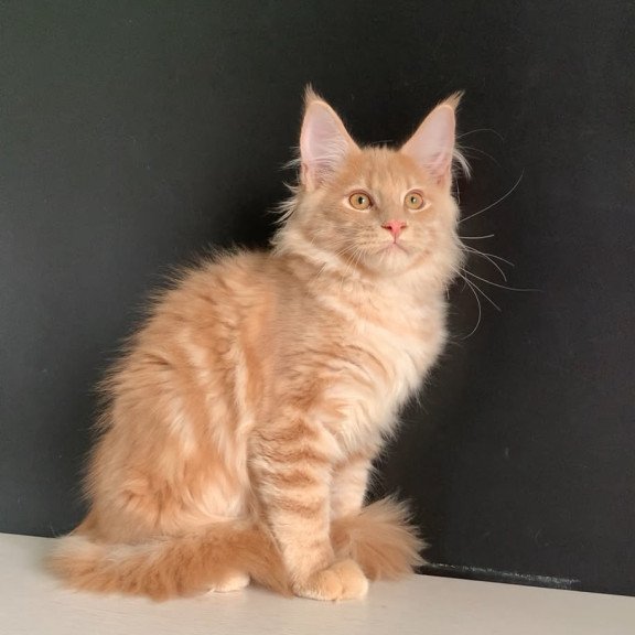 Maine Coon NOV Neo