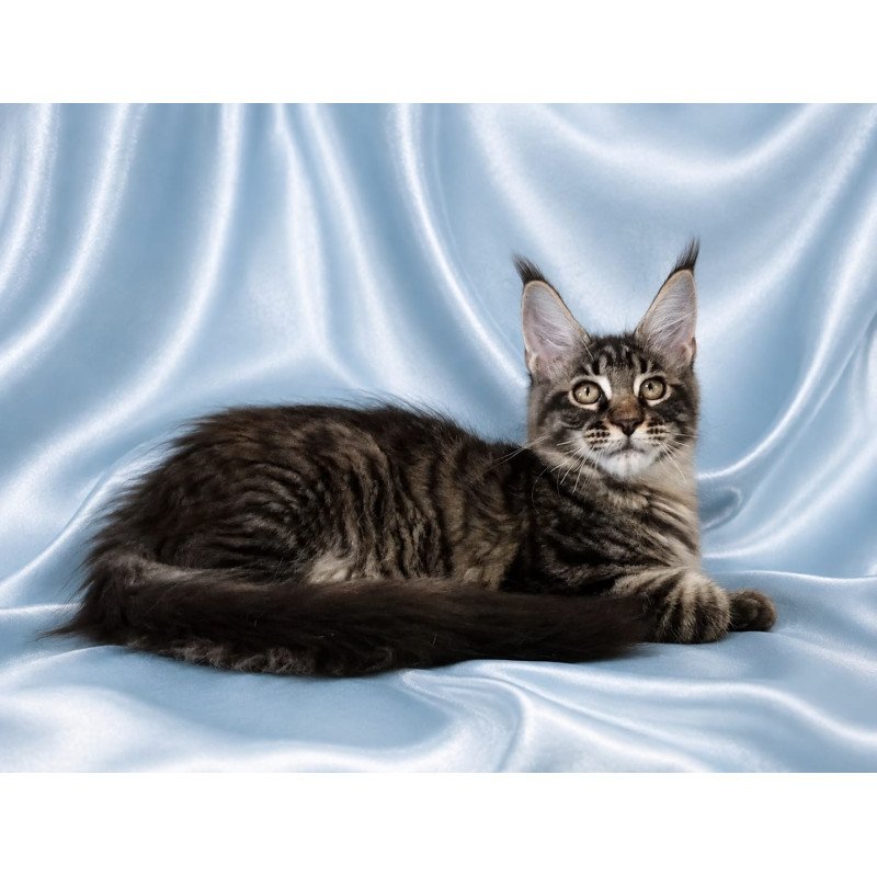 Maine Coon NOV Vulf