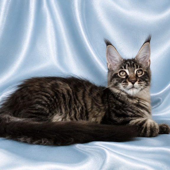 Maine Coon NOV Vulf