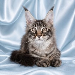 Maine Coon NOV Vulf