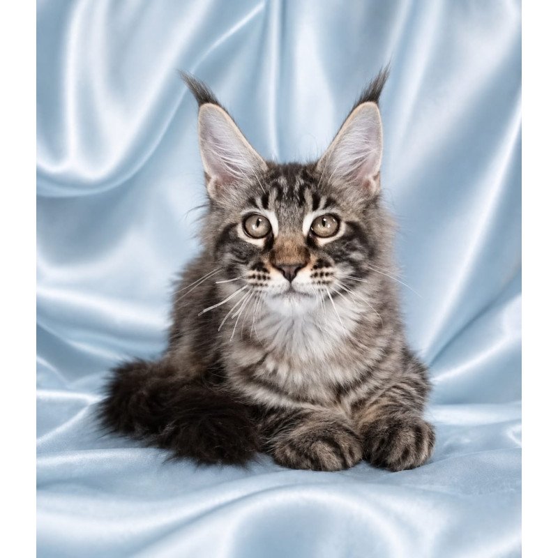 Maine Coon NOV Vulf
