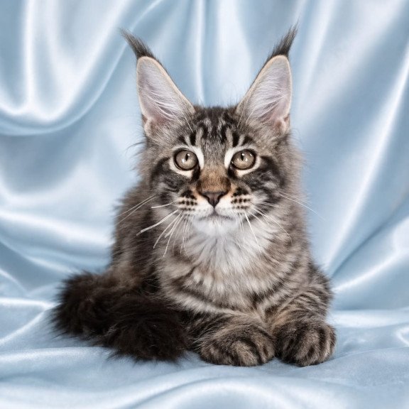 Maine Coon NOV Vulf