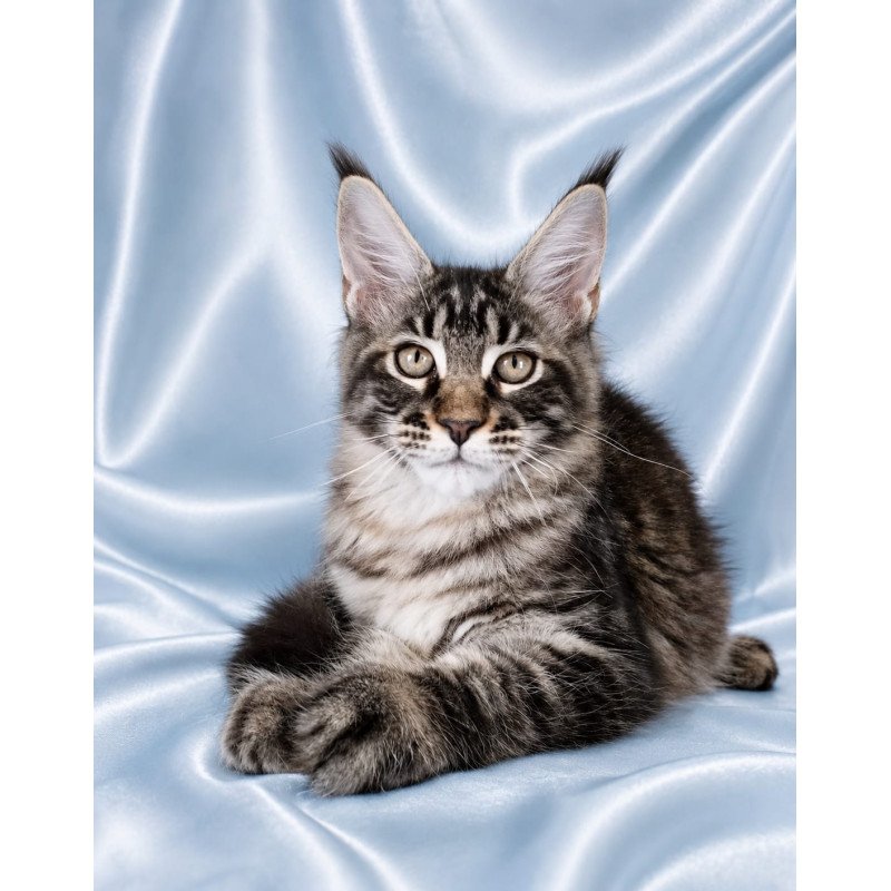 Maine Coon NOV Vulf
