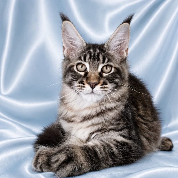 Maine Coon NOV Vulf