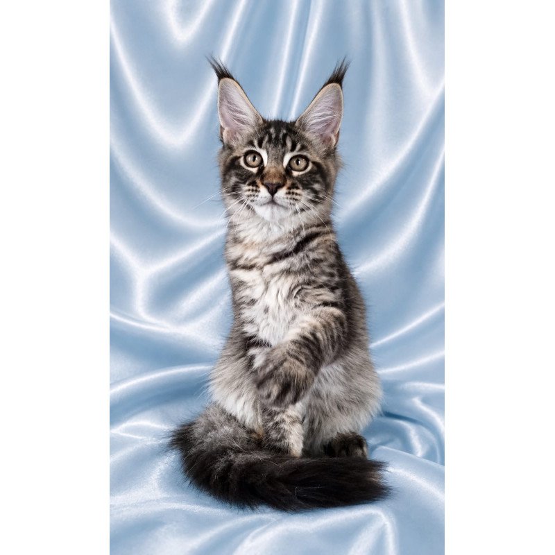 Maine Coon NOV Vulf