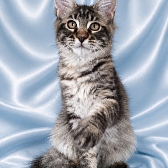 Maine Coon NOV Vulf