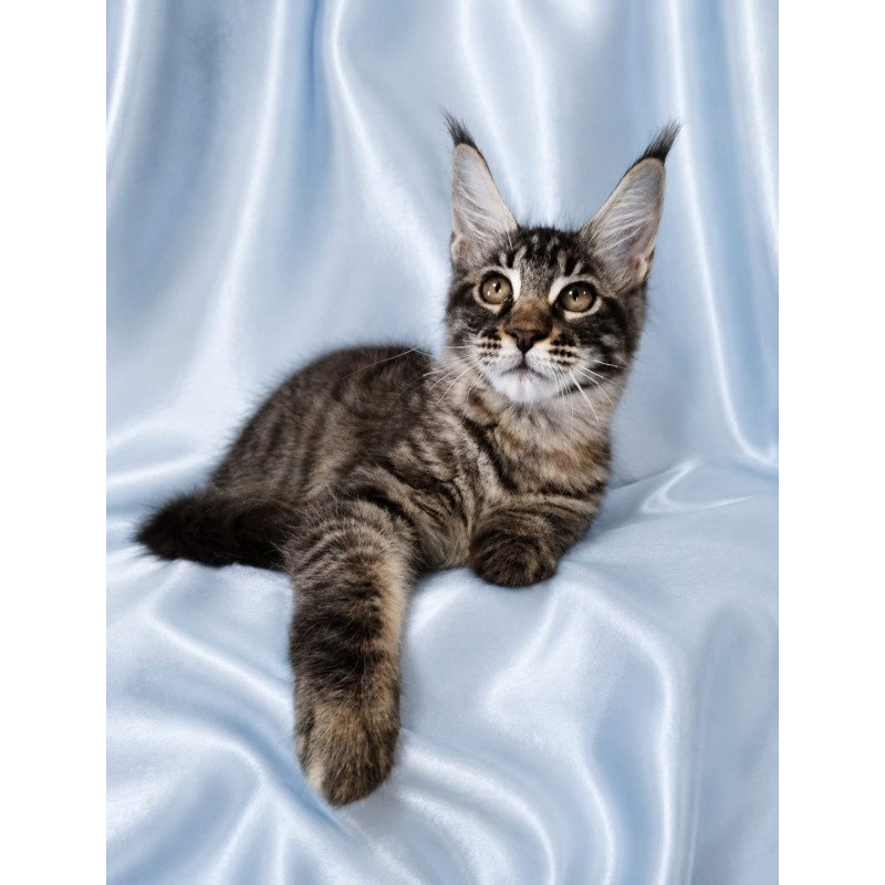 Maine Coon NOV Vulf