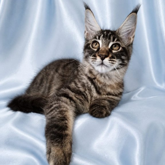 Maine Coon NOV Vulf