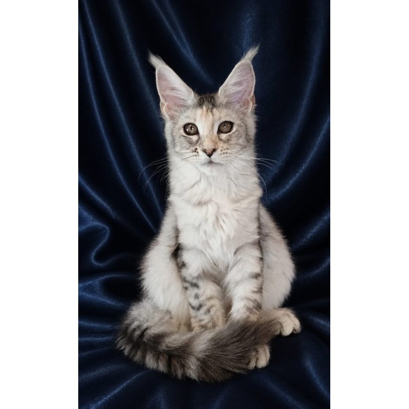 Maine Coon NOV Vlada