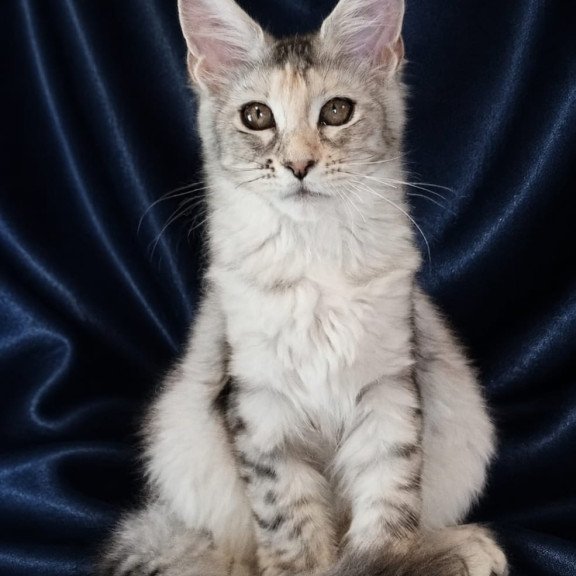 Maine Coon NOV Vlada