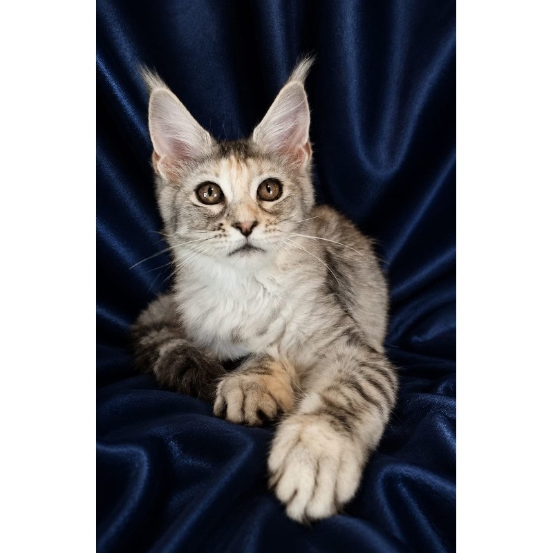 Maine Coon NOV Vlada