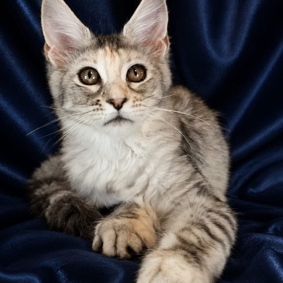Maine Coon NOV Vlada