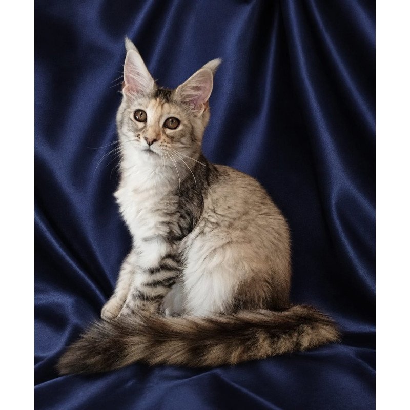 Maine Coon NOV Vlada