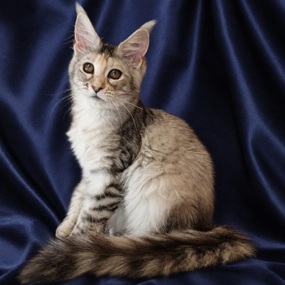 Maine Coon NOV Vlada
