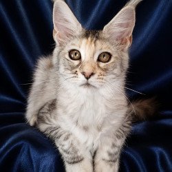 Maine Coon NOV Vlada