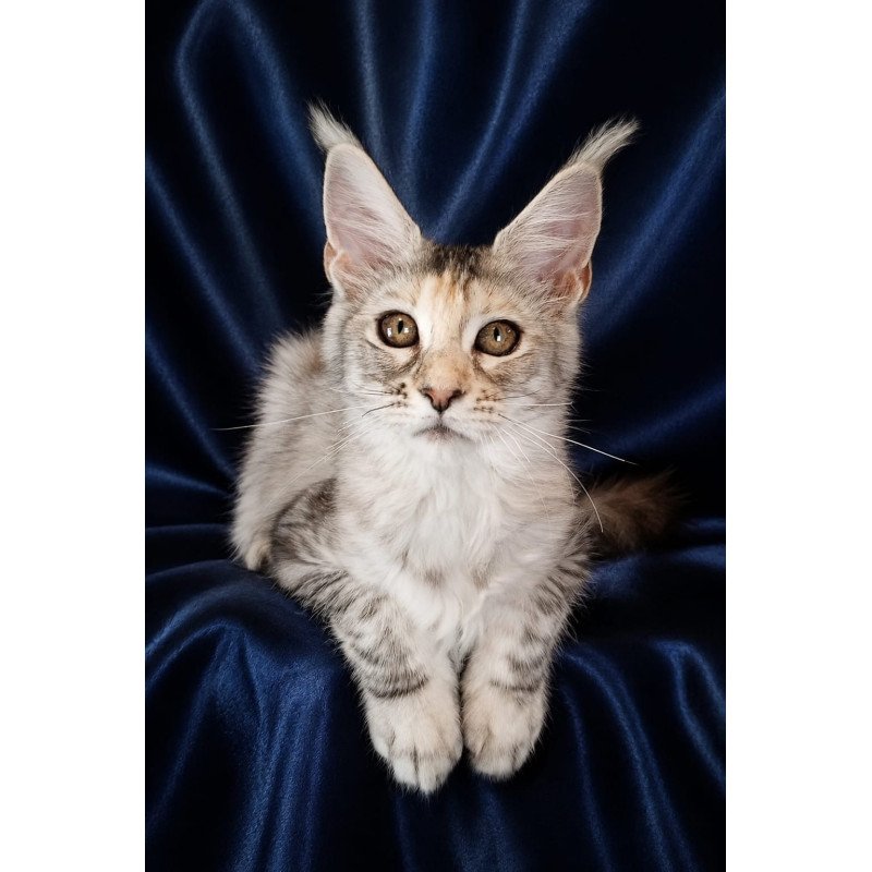 Maine Coon NOV Vlada