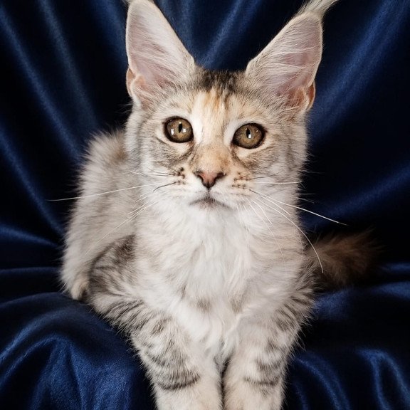 Maine Coon NOV Vlada