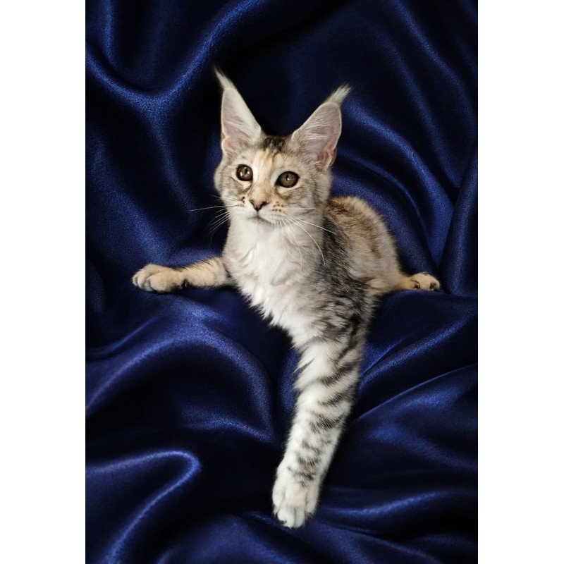 Maine Coon NOV Vlada