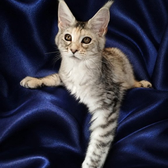 Maine Coon NOV Vlada