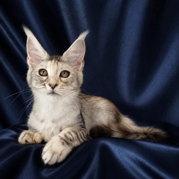 Maine Coon NOV Vlada