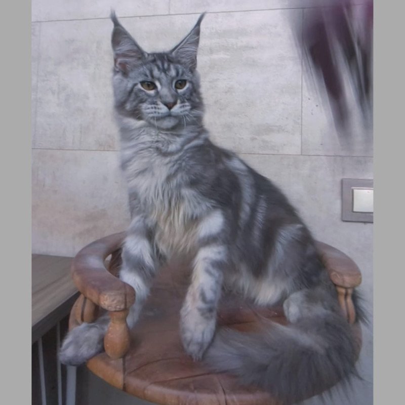 Maine Coon NOV Pascal