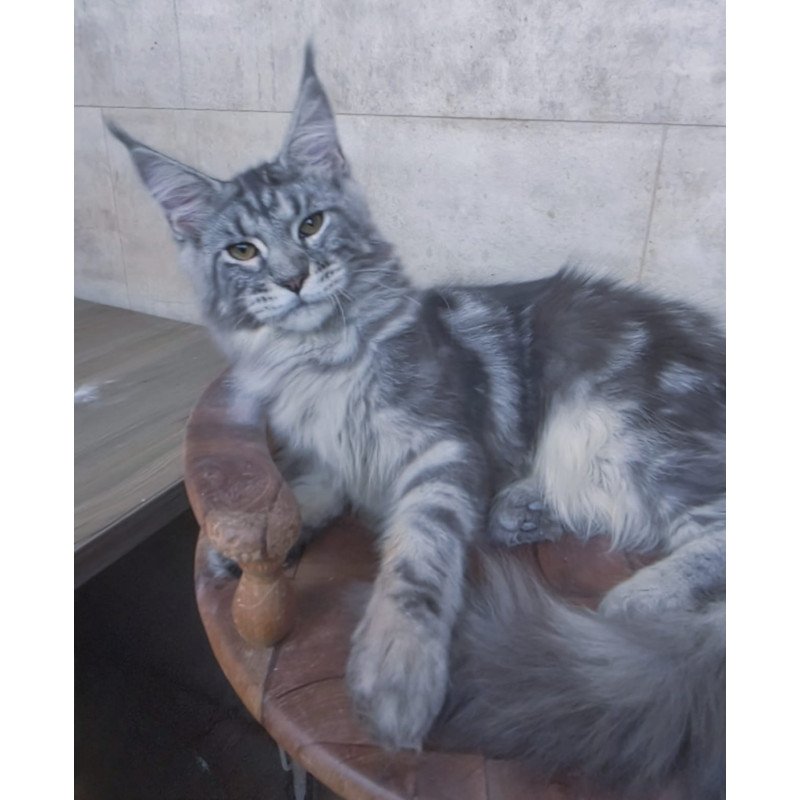 Maine Coon NOV Pascal