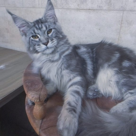 Maine Coon NOV Pascal