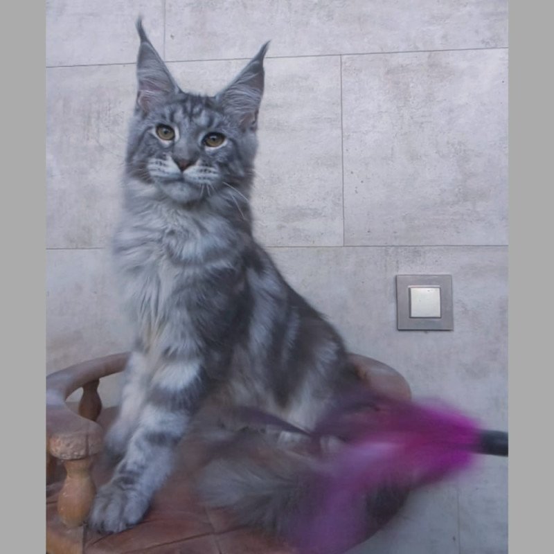Maine Coon NOV Pascal