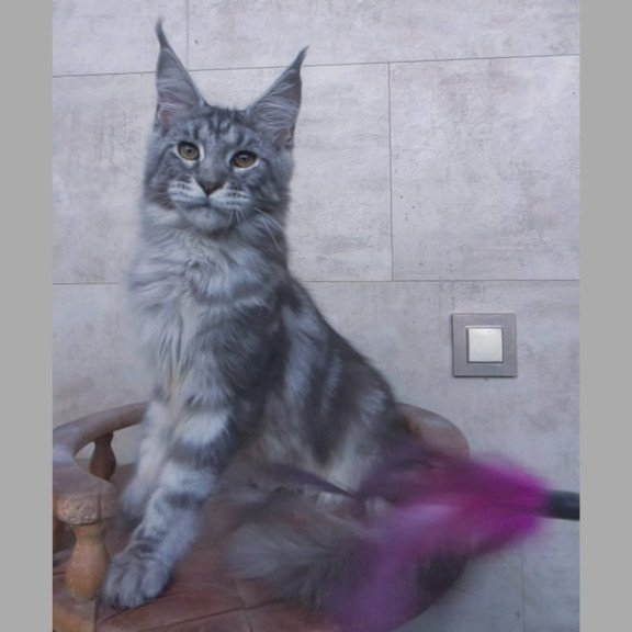 Maine Coon NOV Pascal