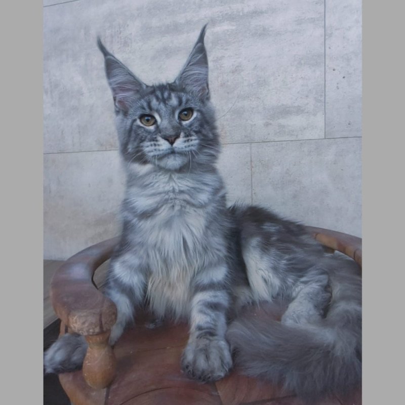 Maine Coon NOV Pascal