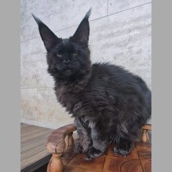 Maine Coon NOV Paladin