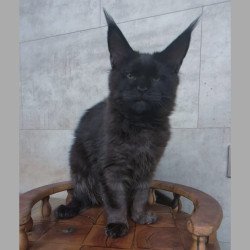 Maine Coon NOV Paladin
