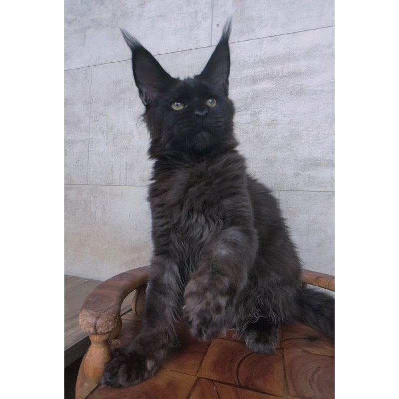 Maine Coon NOV Paladin