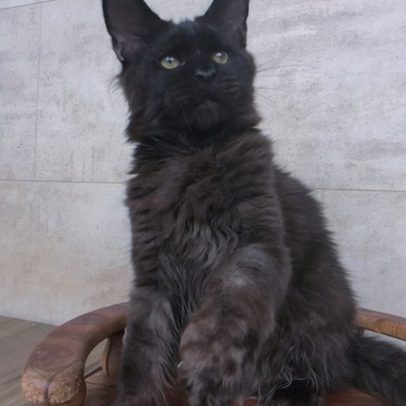 Maine Coon NOV Paladin