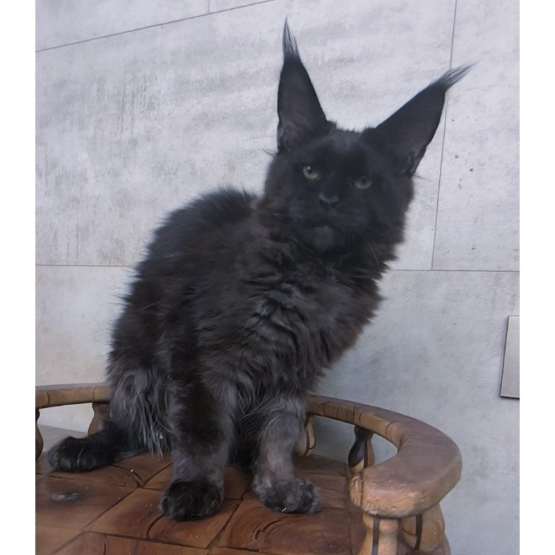 Maine Coon NOV Paladin