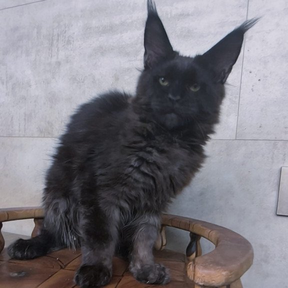 Maine Coon NOV Paladin
