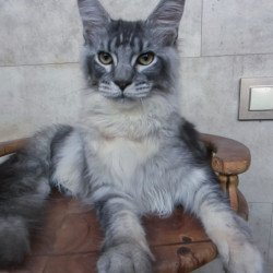 Maine Coon NOV Pоlo