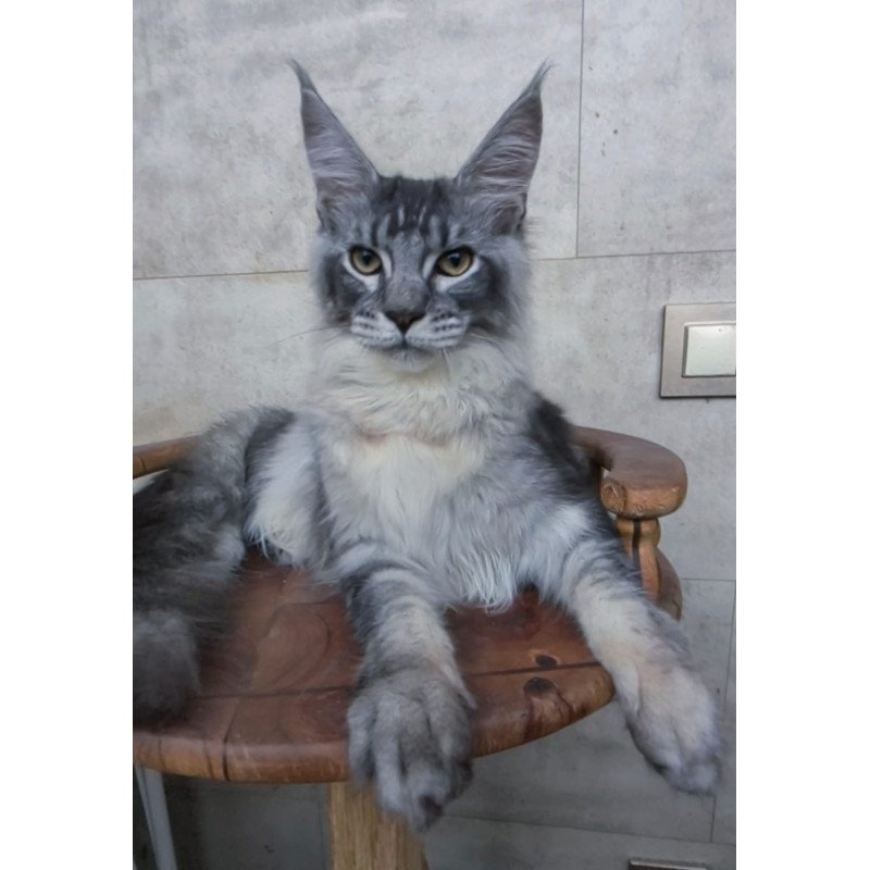 Maine Coon NOV Pоlo