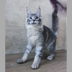 Maine Coon NOV Pоlo