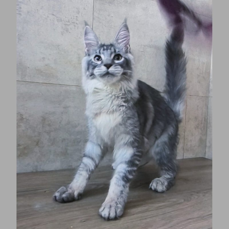 Maine Coon NOV Pоlo