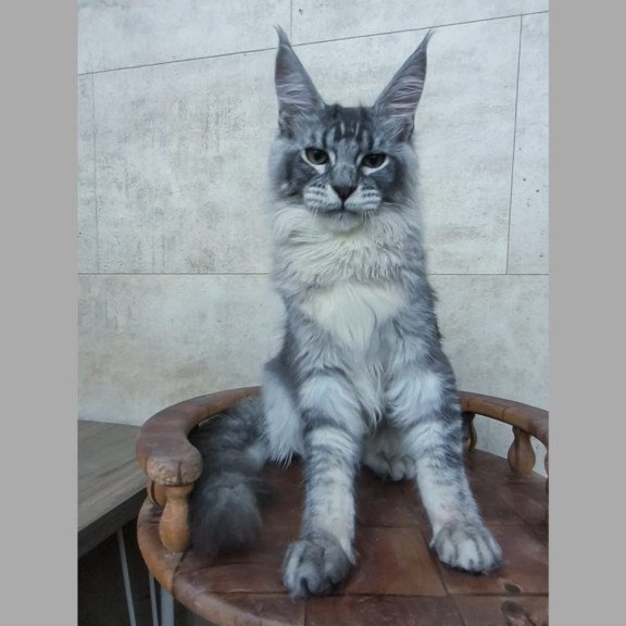 Maine Coon NOV Pоlo