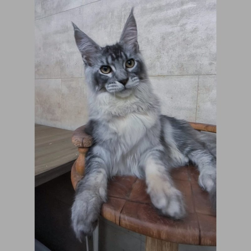 Maine Coon NOV Pоlo