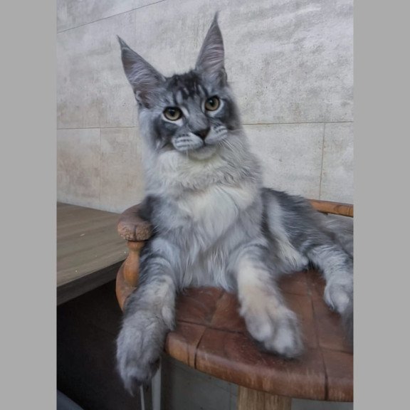 Maine Coon NOV Pоlo