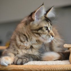 Maine Coon NOV Yuna